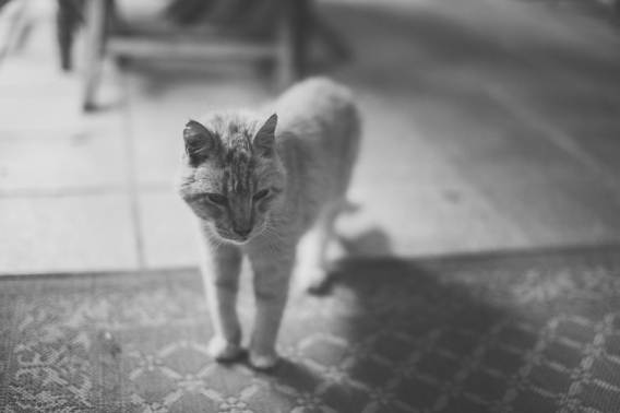 cat on wedding day