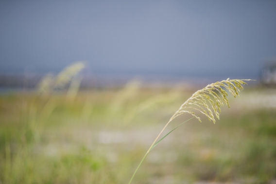 saw grass for destination wedding